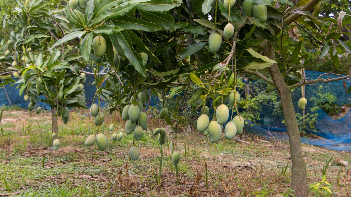 Mango Garden