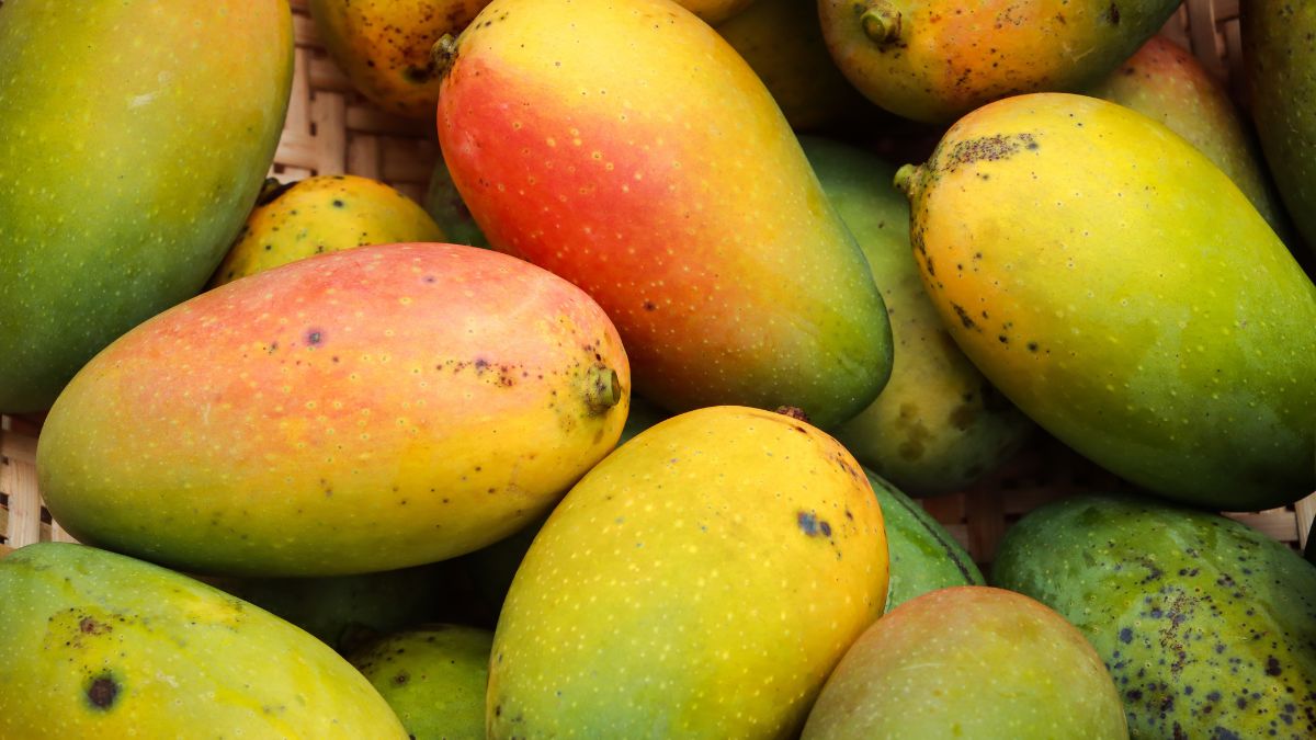 Mango fruit